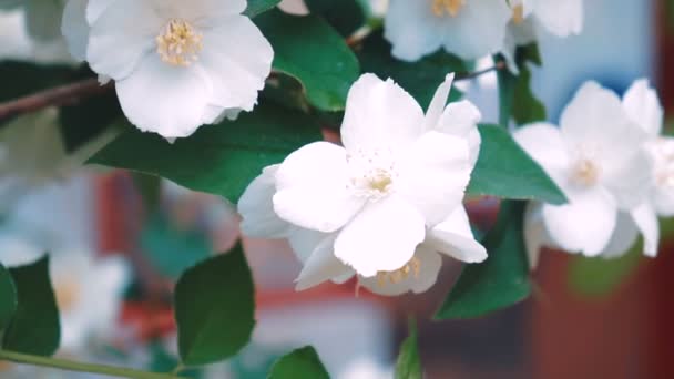 Květy jasmínu. Detailní záběr na krásný jarní bílé květy na zelené křoví v městském parku.