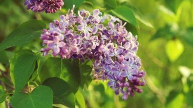 Lila mor çiçekler ağaç, doğal mevsimlik bahar çiçek makro