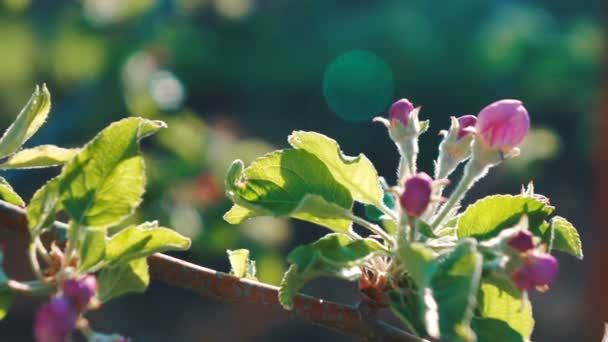 苹果花盛开的苹果树的特写 — 图库视频影像
