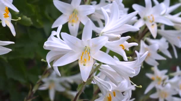 Blooming White Lily Flower Buds Lilium Samur Close Macro — Stock Video