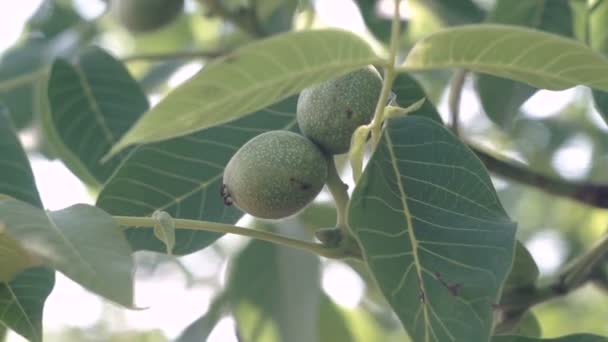 Walnuts Branch Nuts Tree Unripe Walnuts Walnuts Walnut Tree — Stock Video