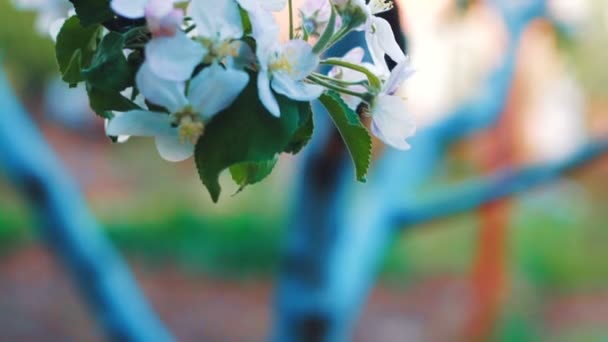 Elma Çiçekleri Blooming Elma Ağacına Yakın Çekim — Stok video