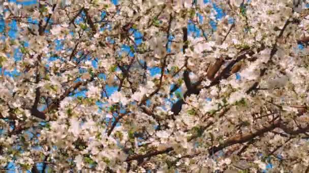Kwitnących Kwiatów Ogrodzie Drzewa Owocowe Kwitnące Śliwy — Wideo stockowe