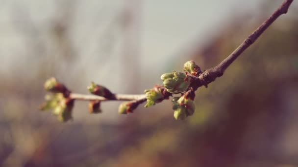 Albero Dei Ciliegi Rami Neri Piccole Foglie Verdi — Video Stock