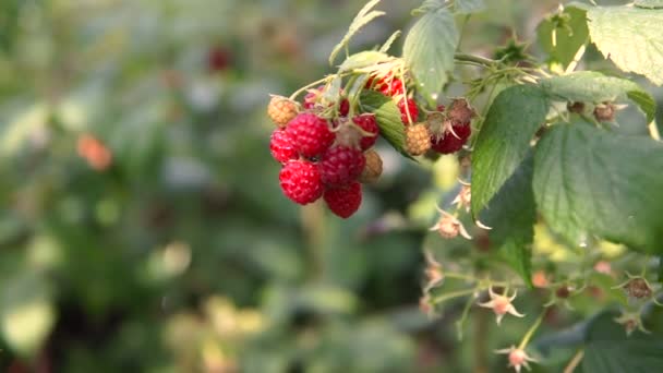 Red Ripe Juicy Raspberry Garden Large Sweet Raspberry Berry Yield — Stock Video