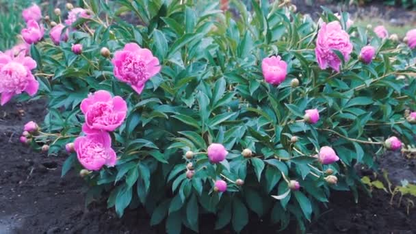 Mörk Rosa Pion Sommarträdgården Blommor Nära Håll Vacker Blomma Bakgrund — Stockvideo