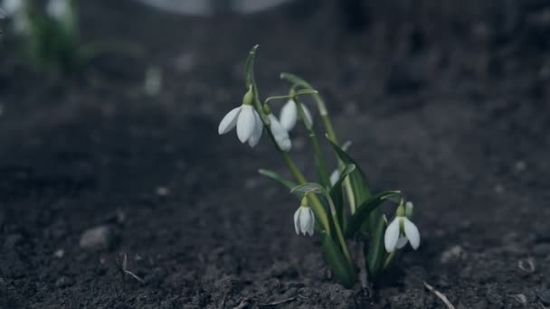 Closeup Sněženka Jarní Květiny Přírodě Galanthus Nivalis Rostlin Přírodě Větrném — Stock video