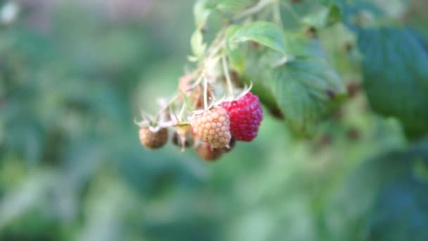 Framboesa Suculenta Vermelha Madura Jardim Uma Grande Framboesa Doce Rendimento — Vídeo de Stock