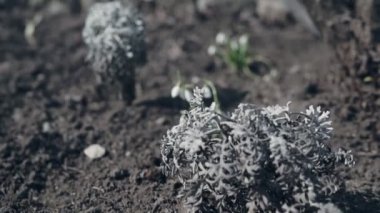 Bahar kardelen çiçekleri doğada closeup.