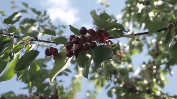 Gałęzie drzewa wiśniowe — Wideo stockowe