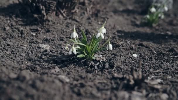 Fechar-se de flores de queda de neve de primavera na natureza . — Vídeo de Stock