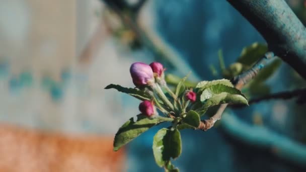 Flores de maçã em uma árvore de maçã florescente . — Vídeo de Stock