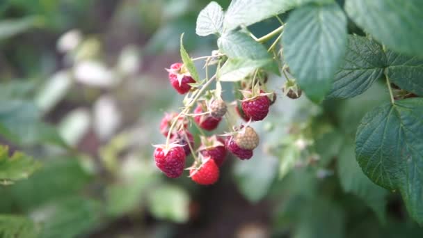 Rojo Maduro Jugosa Frambuesa Jardín Una Gran Baya Frambuesa Dulce — Vídeos de Stock