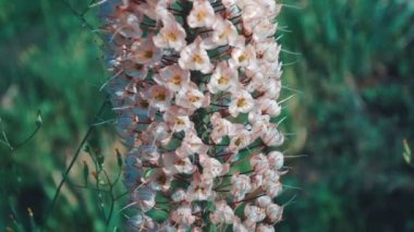 Lupines alanında, çiçekli, sıcak yaz, tarlada büyüyen lupines video güzel mor lupines çiçek. Lupine mor petal.
