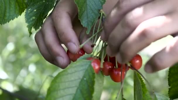 Ženské Ruky Štípl Červené Zralé Třešně Stromu — Stock video