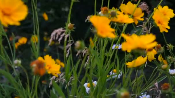 Yellow summer flowers. Beautiful garden landscape, blooming flower. — Stock Footage Yellow Summer Flowers Beautiful Garden Landscape Blooming Flower Stock Footage