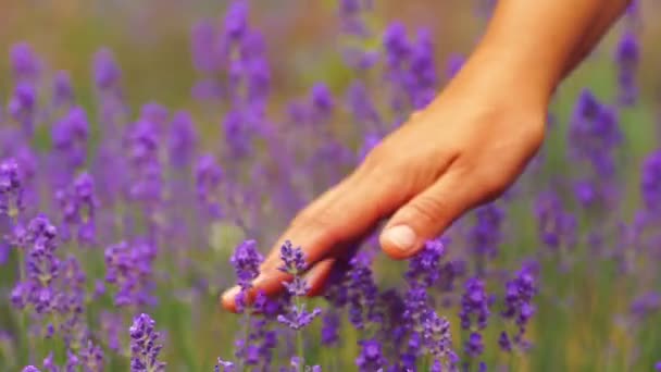 Close-up of womans hand running through sunny lavender field. Girls hand touching purple lavender flowers closeup.