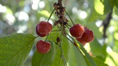Kiraz dal olgunlaşma sways rüzgarda