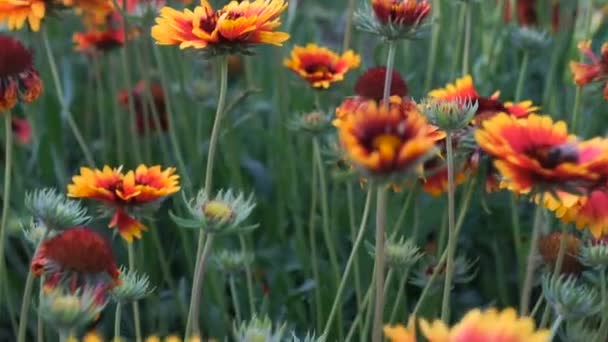 Flores Amarillas Verano Hermoso Paisaje Jardín Flor Flor — Vídeo de stock