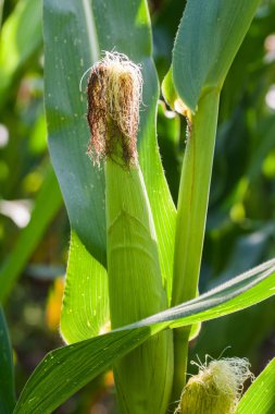 Yakından - yeşil Mısır