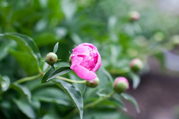 Fresh peonies head — Stock Photo, Image