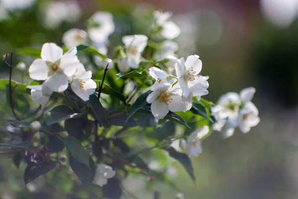 Jasmine bush blossoming — Stock Photo, Image