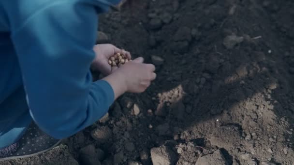 Hand Van Vrouw Boer Uien Biologische Moestuin Zaaien — Stockvideo