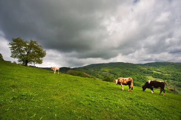 Mountain landscape with grazing cows — Stock Photo, Image