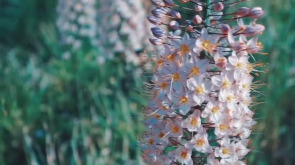 Цвітуть Люпини Полі Красиві Фіолетові Люпини Цвітуть Тепле Літо Відео — стокове відео