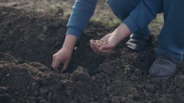 Soğan organik sebze bahçesi içinde tohum kadın Çiftçi kontrolden.
