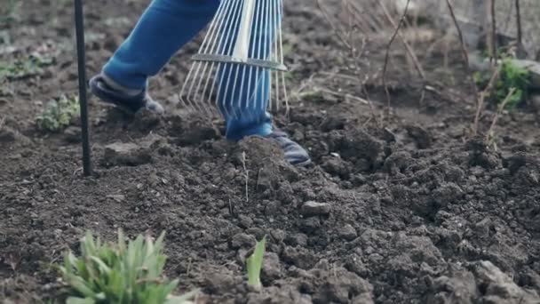 Agricoltrice Che Utilizza Rastrello Livellare Terreno Marrone Giardino — Video Stock