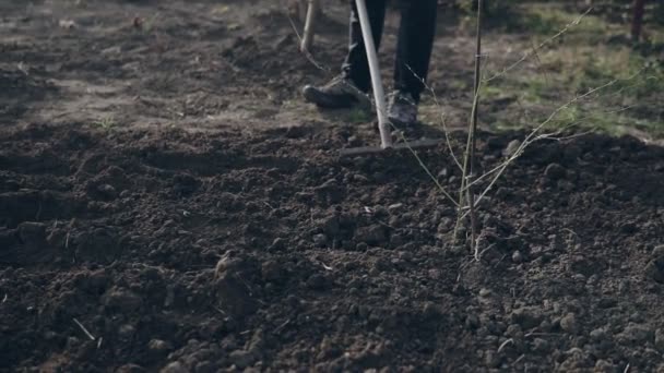 Mężczyzna Rolnik Przy Użyciu Grabi Poziomu Brązowy Gleby Ogrodzie — Wideo stockowe