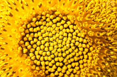 Ayçiçeği Close-Up.