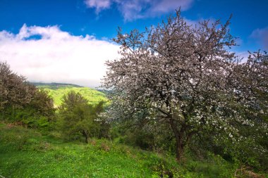 Güzel çiçek açan elma ağacı