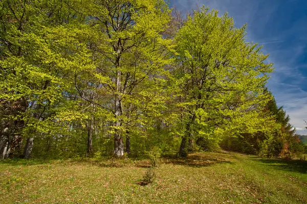 Lumina soarelui în pădurea verde — Fotografie, imagine de stoc