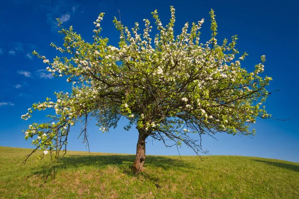 Beautiful blooming apple tree — Stock Photo, Image