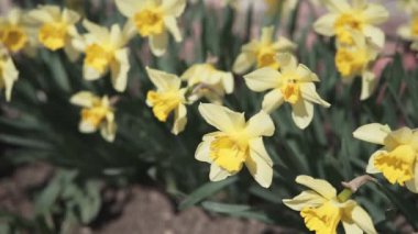 Bahçede sarı Daffodil Narcissus çiçek yakın