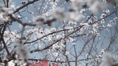 Bahar bahçesinde kayısı çiçeklenme ağacı