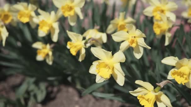 Close Yellow Daffodil Narcissus Flower Garden — Stock Video