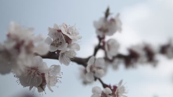 Árbol Floreciente Albaricoque Jardín Primavera — Vídeo de stock