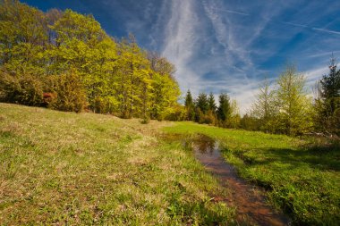 Yeşil ormanda güneş ışığı