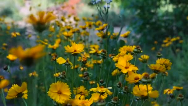 Flores Amarillas Verano Hermoso Paisaje Jardín Flor Flor — Vídeos de Stock