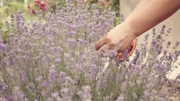 Mano Mujer Recogiendo Flores Lavanda Jardín — Vídeos de Stock