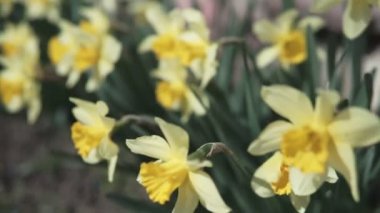 Bahçede sarı Daffodil Narcissus çiçek yakın