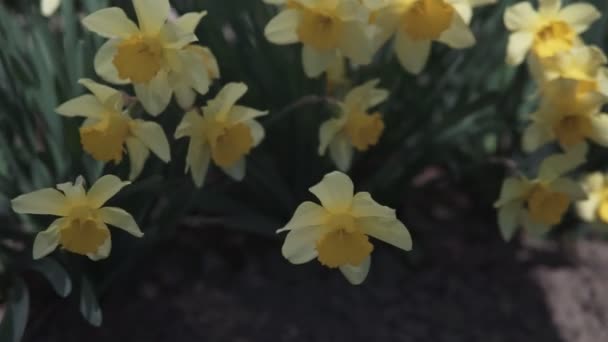Close Yellow Daffodil Narcissus Flower Garden — Stock Video