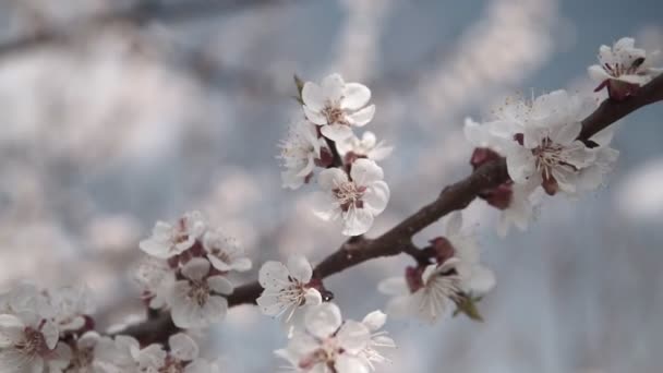 Arbre Fleurs Abricot Dans Jardin Printemps — Video