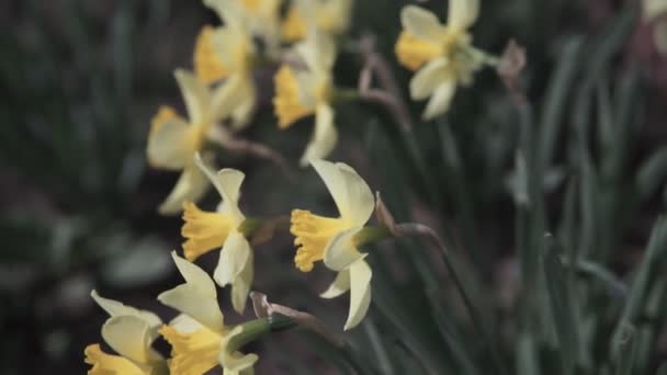 庭の黄色い水仙の水仙の花のクローズアップ — ストック動画