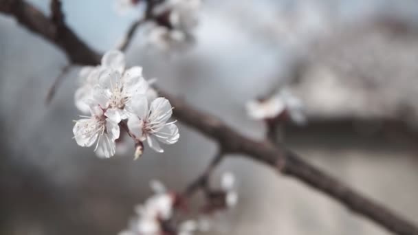 Kwitnące Drzewo Moreli Wiosennym Ogrodzie — Wideo stockowe