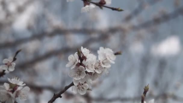 Árvore Florescente Damasco Jardim Primavera — Vídeo de Stock