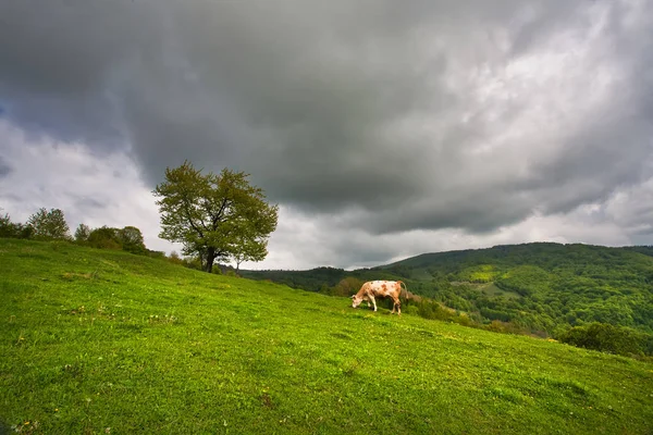 Paysage de montagne avec vaches brouteuses — Photo